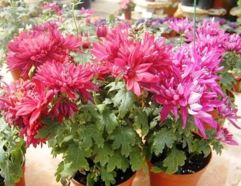 חרצית - עצי נוי | הדר נוי משתלות