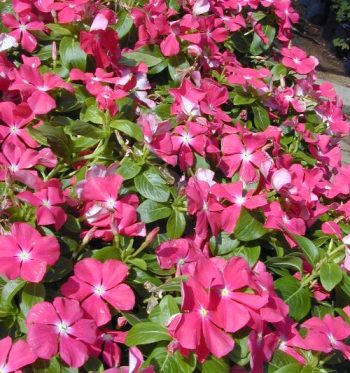 קתרנתוס ורוד, זנים משתרעים - עצי נוי | הדר נוי משתלות