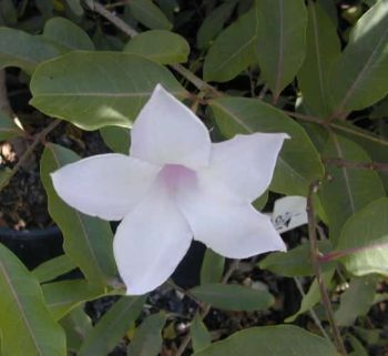 אברון מדגסקרי - עצי נוי | הדר נוי משתלות