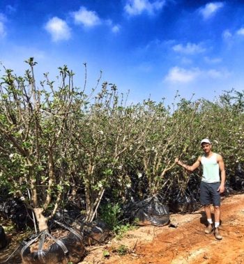 עץ תפוח אנה בוגר - עצי פרי בוגרים למכירה | הדר נוי משתלות
