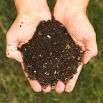 קומפוסט - עצי נוי | הדר נוי משתלות