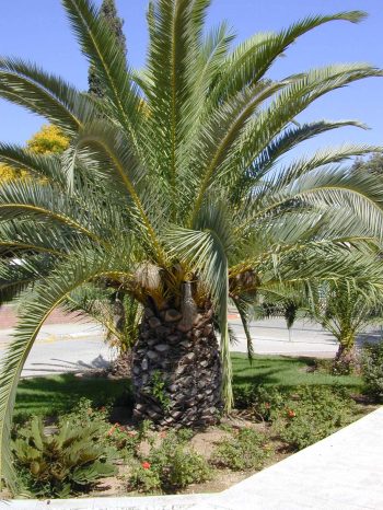 תמר קנרי (פניקס קנרי) - עצי נוי | הדר נוי משתלות