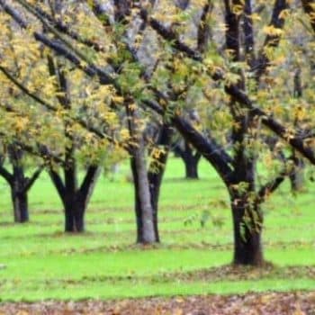 עץ פקאן- עצי פרי | הדר נוי משתלות