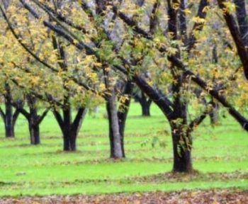 עץ פקאן- עצי פרי | הדר נוי משתלות