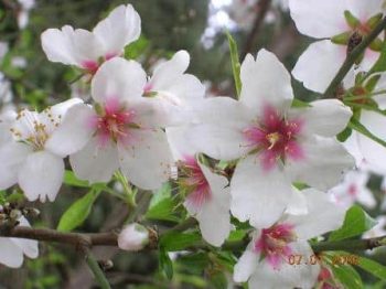 עץ שקדיה- עצי פרי | הדר נוי משתלות