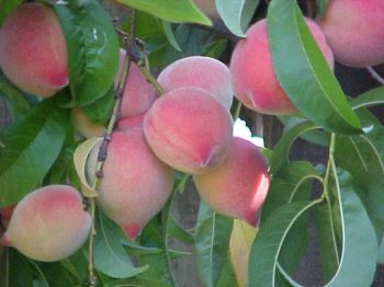 עץ אפרסק- עצי פרי | הדר נוי משתלות