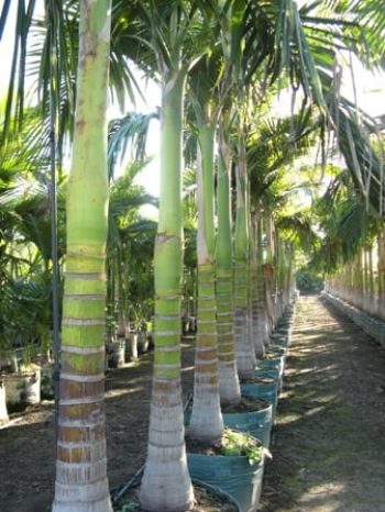 דקל טבעות - עצי נוי | הדר נוי משתלות