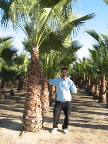 דקל וושינטוניה - עצי נוי | הדר נוי משתלות