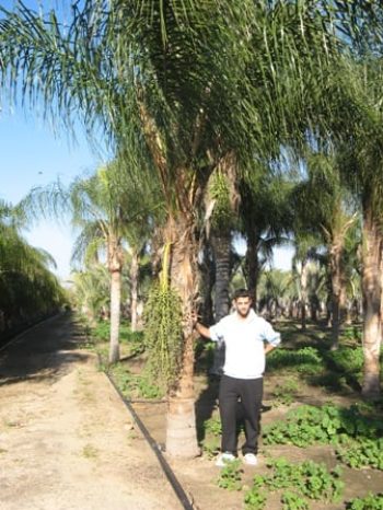 דקל קוקוס - עצי נוי | הדר נוי משתלות