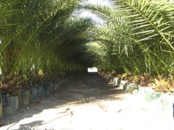 דקל קנרי - עצי נוי | הדר נוי משתלות