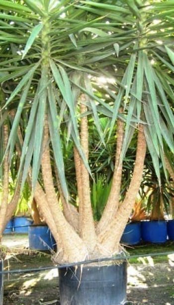 דקל - יוקה - עצי נוי | הדר נוי משתלות