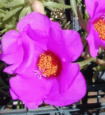 רגלה הגינה 'תרבותי' ( רגלה ר"ש) - עצי נוי | הדר נוי משתלות