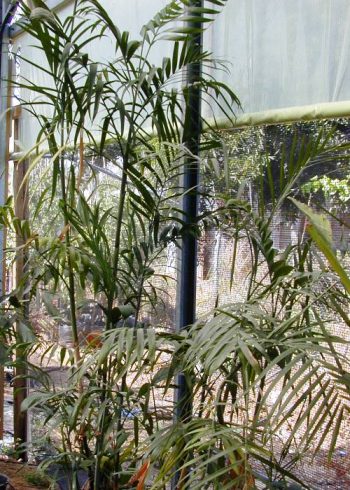 כמדוריאה סאיפריצי - עצי נוי | הדר נוי משתלות