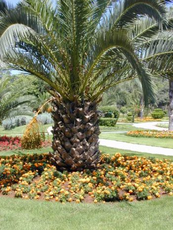 תמר קנרי (פניקס קנרי) - עצי נוי | הדר נוי משתלות