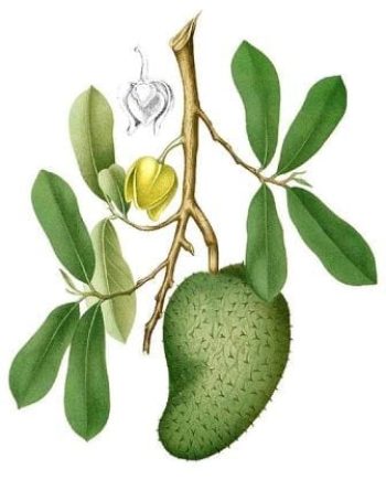 גוונבנה - עצי פרי אקזוטיים | הדר נוי משתלות