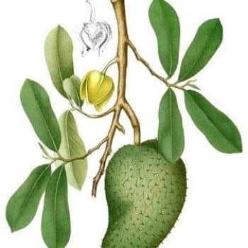 גוונבנה - עצי פרי אקזוטיים | הדר נוי משתלות