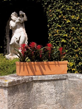 אדנית בלוסטרה - עצי נוי | הדר נוי משתלות