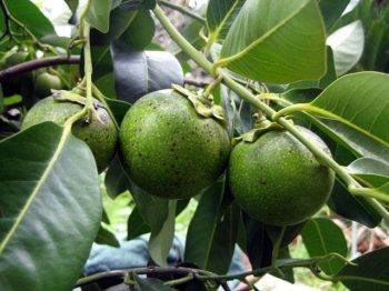 ספוטה שחורה- עצי פרי אקזוטיים | הדר נוי משתלות