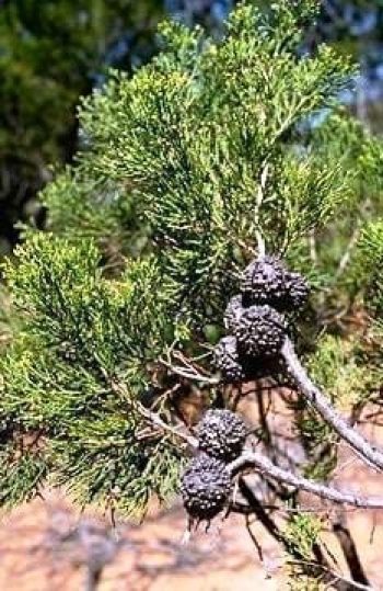 קליטריס מיובל - עצי נוי | הדר נוי משתלות