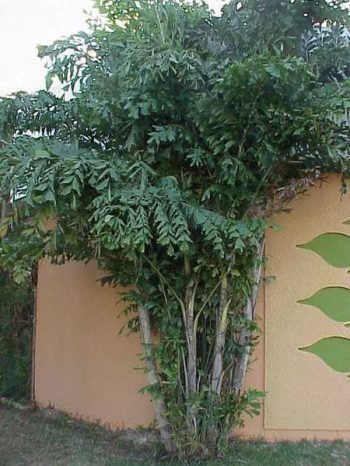 קריוטה נאה ('דקל זנב הדג') - עצי נוי | הדר נוי משתלות