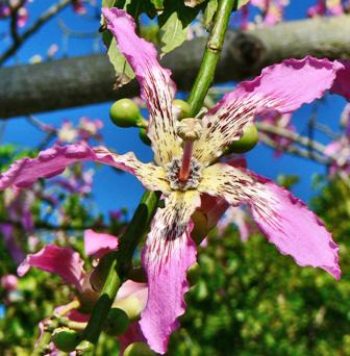 כוריזיה הדורה - עצי נוי | הדר נוי משתלות