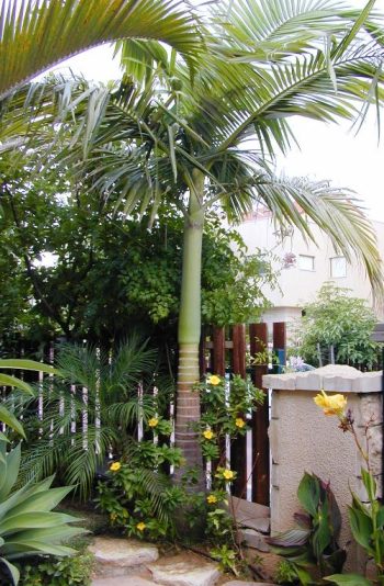 ארכי-תמר קונינגהמיאנה ('דקל הטבעות') - עצי נוי | הדר נוי משתלות