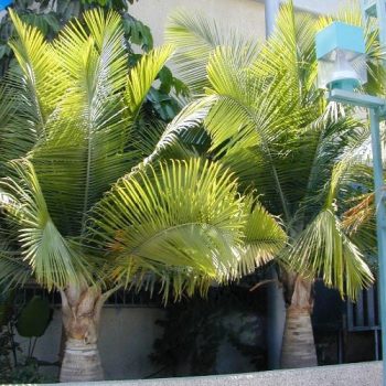 רביניאה ריבולריס - עצי נוי | הדר נוי משתלות