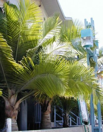 רביניאה ריבולריס - עצי נוי | הדר נוי משתלות