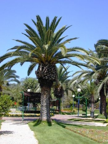 תמר קנרי (פניקס קנרי) - עצי נוי | הדר נוי משתלות