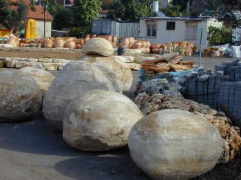 אבן טבעית בולבוס - עצי נוי | הדר נוי משתלות