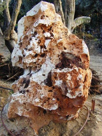 אבן לקט - עצי נוי | הדר נוי משתלות