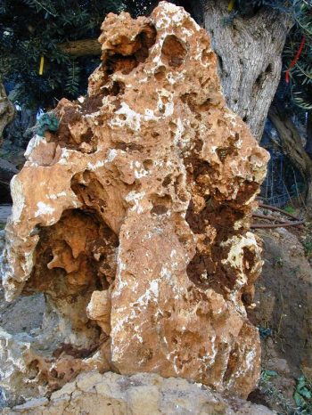 אבן לקט - עצי נוי | הדר נוי משתלות