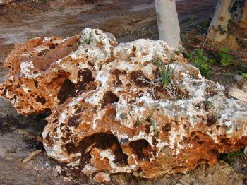 אבן לקט - עצי נוי | הדר נוי משתלות