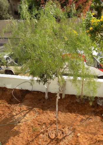 פלפלון בכותי צעיר