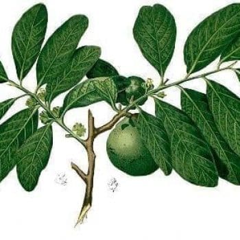 ספוטה שחורה- עצי פרי אקזוטיים | הדר נוי משתלות