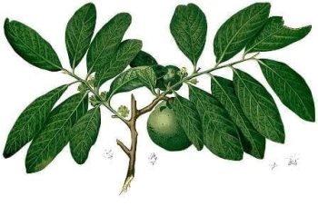 ספוטה שחורה- עצי פרי אקזוטיים | הדר נוי משתלות