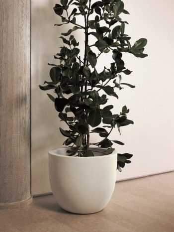 אטרה - עצי נוי | הדר נוי משתלות