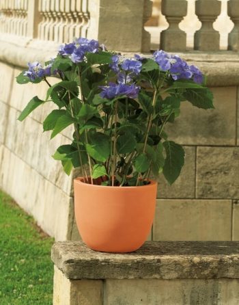 אטרה - עצי נוי | הדר נוי משתלות