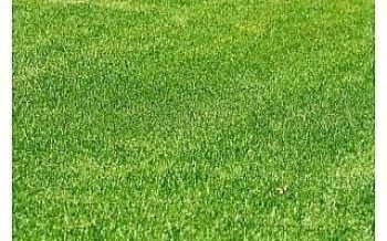 בת-יבלית דרומית ("דרבן גראס") - עצי נוי | הדר נוי משתלות