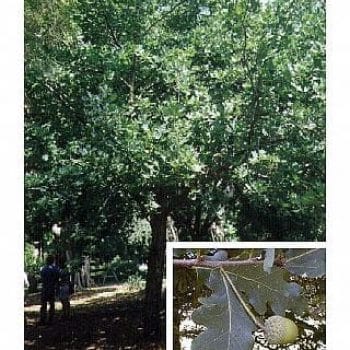אלון אנגלי- עצי נוי | הדר נוי משתלות