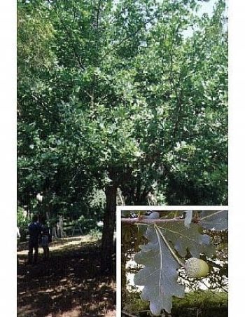 אלון אנגלי- עצי נוי | הדר נוי משתלות