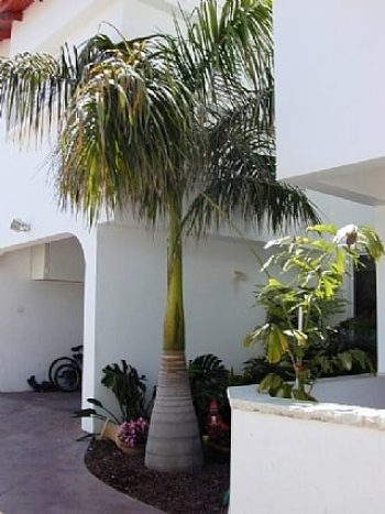 רויסטוניאה מלכותית ('דקל המלך') - עצי נוי | הדר נוי משתלות