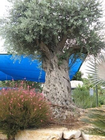 עצי פרי בוגרים נושאי פרי - עצי נוי | הדר נוי משתלות