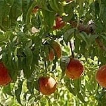 עצי פרי - עצי נוי | הדר נוי משתלות