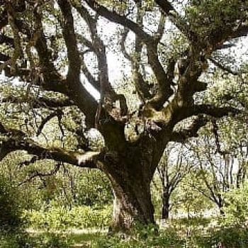 אלון הגלעין - עצי נוי | הדר נוי משתלות