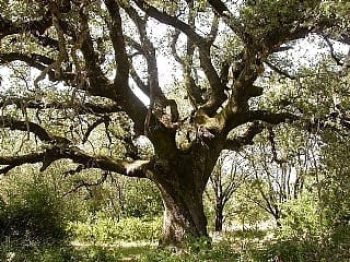 אלון הגלעין - עצי נוי | הדר נוי משתלות