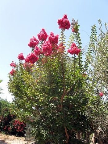 לגרסטרמיה הודית - עצי נוי | הדר נוי משתלות