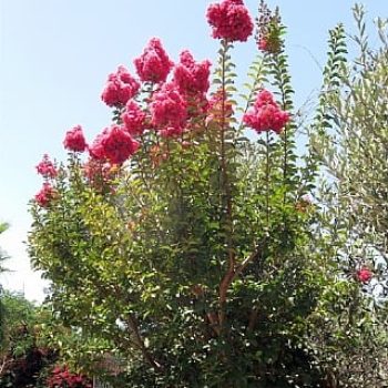 לגרסטרמיה הודית - עצי נוי | הדר נוי משתלות