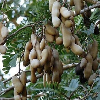 תמר הינדי- עצי פרי אקזוטיים | הדר נוי משתלות