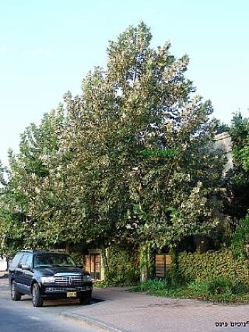 דולב מכסיקני למכירה- עצי נוי | הדר נוי משתלות